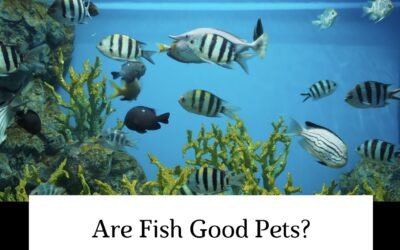 Are Fish Good Pets? 10 Things to Consider Before Getting One